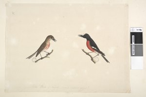 Page 26. Two birds of Norfolk Island by Unknown artist