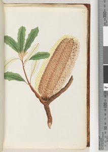 Page 26. Unnamed flowering plant
