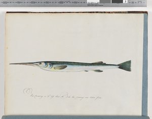 Unidentified Fish by Unknown artist