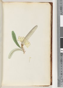 Page 28. Flowering Plant, "A Creeper"