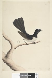 Willie Wagtail, 1791-92 by Unknown artist