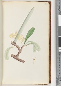 Page 29. Coast Banksia by Unknown artist
