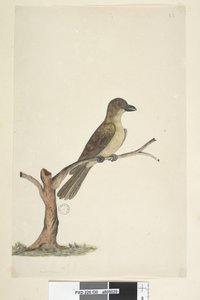 Page 30. ...? Norfolk Island Blackbird? Aplonis Fuscus, Female, 1791-92