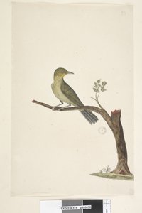 Page 31. Slender, Billed White, Eye Zosterops tenuirostris by Unknown artist