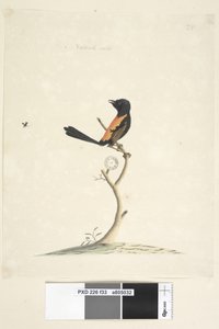 Red-Backed Wren (male), 1791-92 by Unknown artist