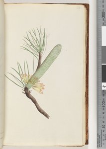 Page 33. Plant, Banksia spinulosa by Unknown artist
