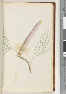 Page 34. A Banksia