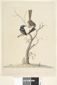 Page 34. Mo,ro,dru,ing, male and female, natural size Superb Blue Wren Malarus cyaneus by Unknown artist
