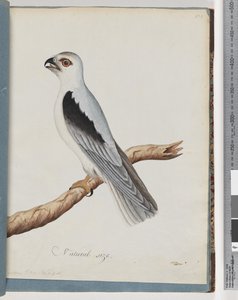 Page 35. Black-shouldered Kite. Axillary Falcon by Unknown artist
