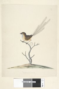 Emu and Wren by Unknown artist