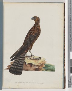 Page 36. Red Goshawk. Radiated Falcon by Unknown artist