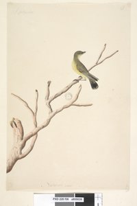 Natural Size Yellow Thornbill by Unknown artist