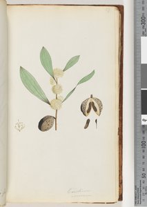 Conchium Nervosum