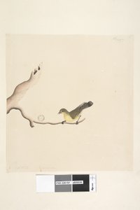 Page 37. October. Natural size Yellow Thornbill Acanthiza nana
