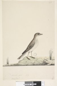 Page 38. Alundu? above title in different hand Natural size, July Pipit Anthus australis, 1791-92