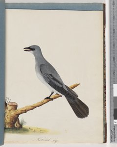 Page 38. Unidentified Bird, Probably a Large Lanius