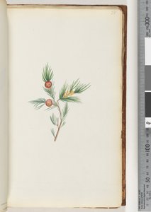 Page 38. Unidentified Plant by Unknown artist