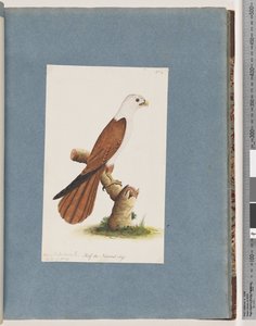 Red-backed Sea Eagle and Pondicherry Eagle by Unknown artist