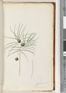 Page 39. Persoonia by Unknown artist