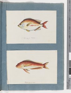 Unidentified fish