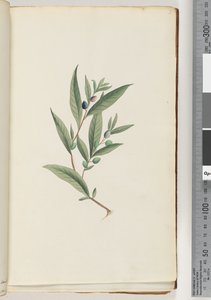 Page 3. Unidentified plant by Unknown artist