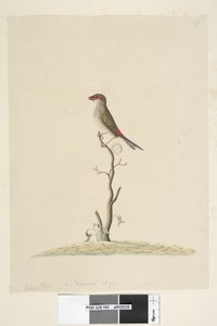 Red-Browed Finch by Unknown artist