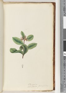 Page 40. Persoonia / Schraderia ferruginea
