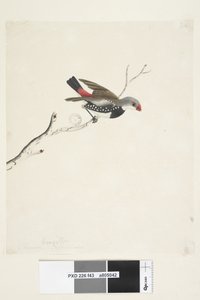 Diamond Firetail
