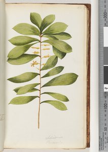 Page 43. Persoonia