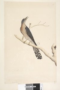 Fan-Tailed Cuckoo (detail) by Unknown artist