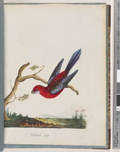 Page 45. Crimson Rosella. Pennantian Parrot by Unknown artist