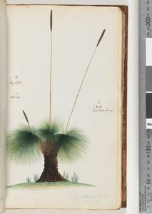 Page 45. Grass Tree (Magnified, Natural Size, Seed Natural Size)
