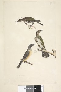 Golden Bronze Cuckoos and Rufous Whistler, 1791-92 by Unknown artist