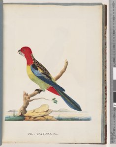 Eastern Rosella by Unknown artist