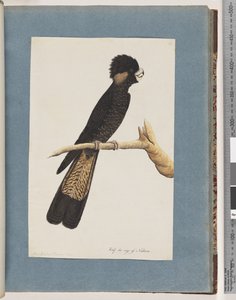 Yellow-tailed Black Cockatoo and Banksian Parrot by Unknown artist
