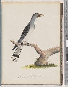 Unidentified Bird by Unknown artist