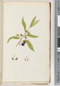 Page 4. Unidentified Plant