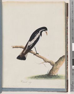 Page 50. Magpie-lark. Corvus cyanoleucos