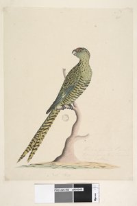 Ground Parrot, 1791-92 by Unknown artist
