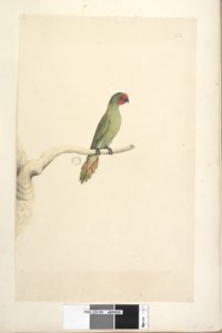 Page 51. Natural size Little Lorikeet Glossopsitta pusilla by Unknown artist