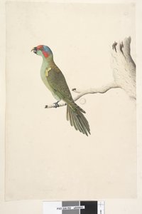 Musk Lorikeet by Unknown artist