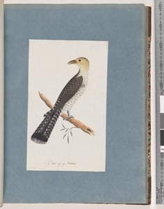 Page 52. Pallid Cuckoo