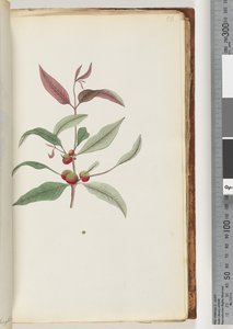 Unidentified Plant