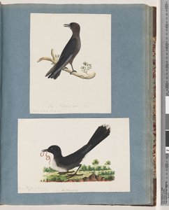 Unidentified Bird by Unknown artist