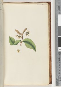 Page 60. Unidentified Plant by Unknown artist