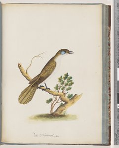 Page 61. Blue-faced Honeyeater. Turdus cyanoris. Blue-cheeked Thrush by Unknown artist