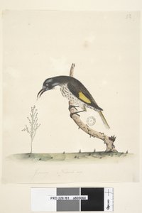 Yellow Winged Honeyeater, 1791-92 by Unknown artist