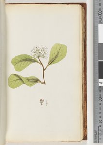 Page 61a. The Mangrove Tree
