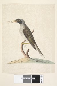 Noisy Miner, 1791-92