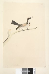 Tawny Crowned Honeyeater, 1791-92 by Unknown artist